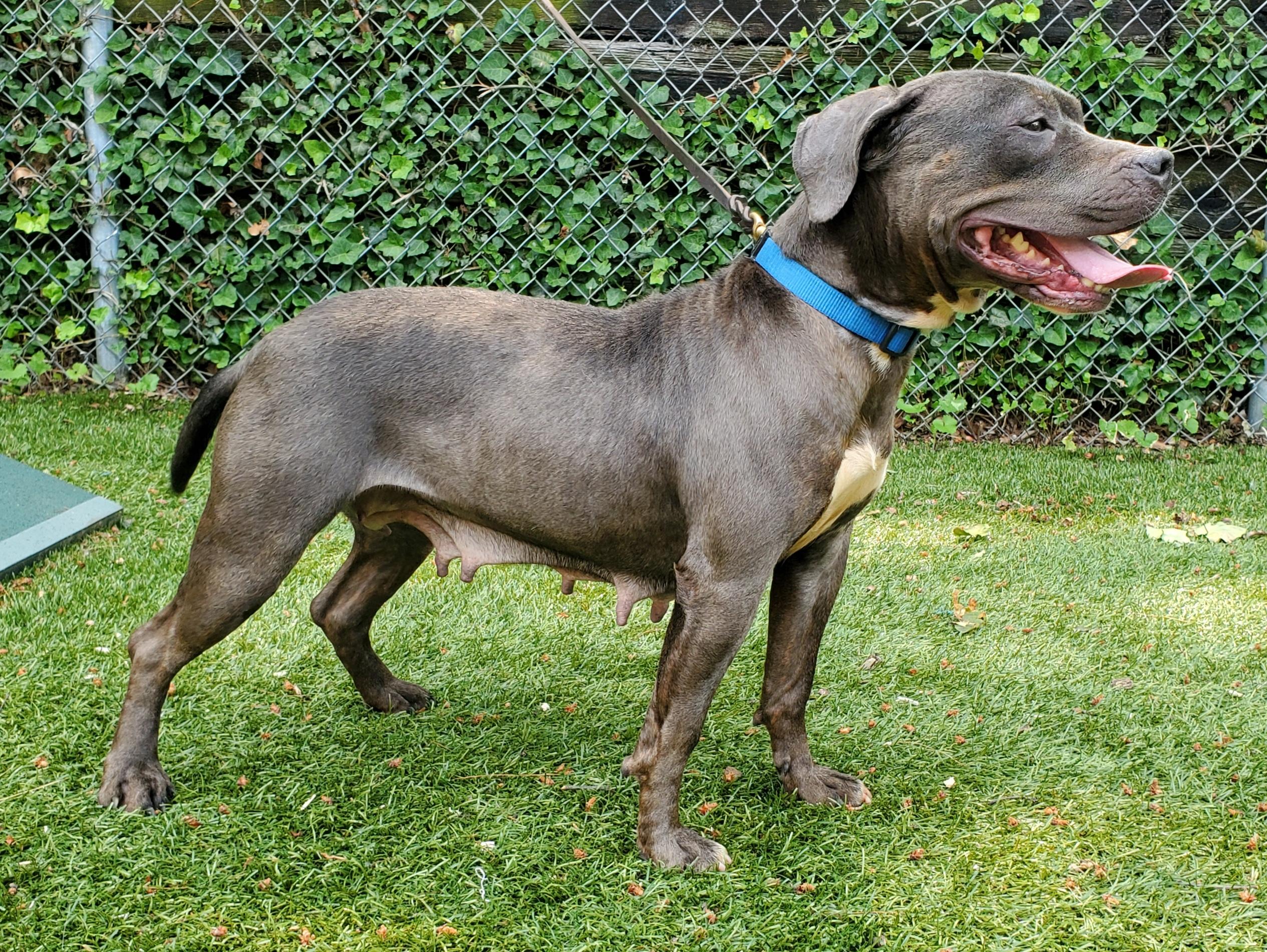 Enlarge Bessie, a Adoptable Pit Bull Terrier in Port Washington, NY image 4/4