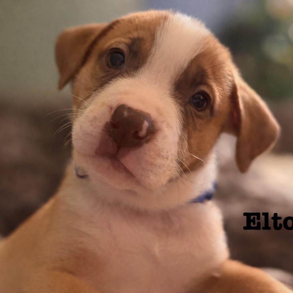 Enlarge Elton (John - Rock Music Legend), a Adoptable mixed breed in Midland, MI image 1/3
