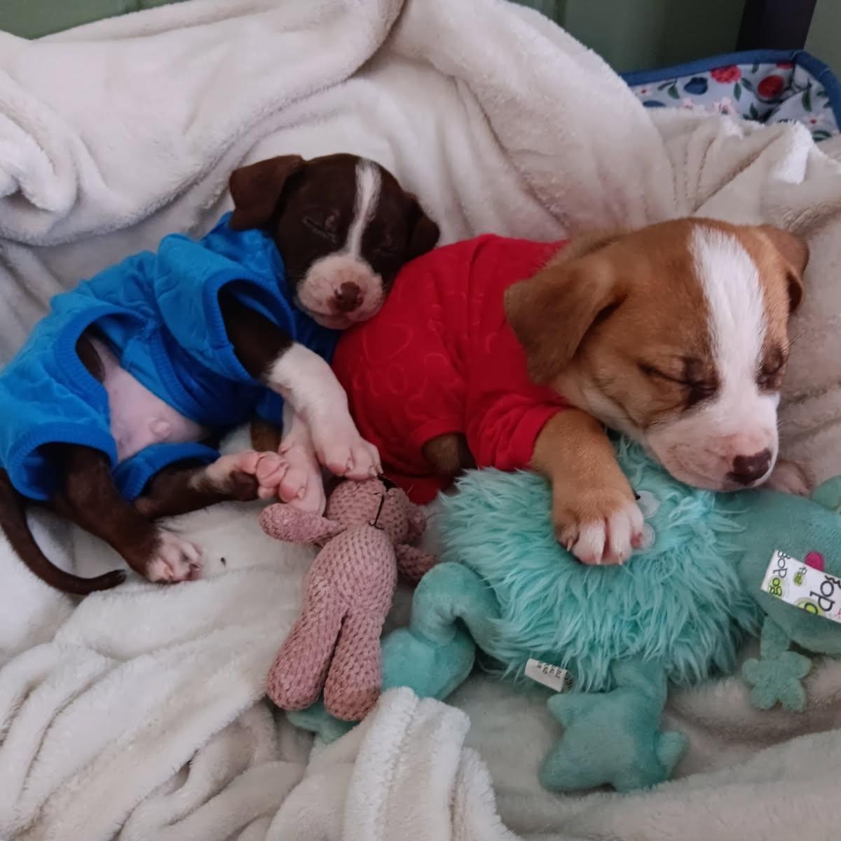 Enlarge Elton (John - Rock Music Legend), a Adoptable mixed breed in Midland, MI image 2/3