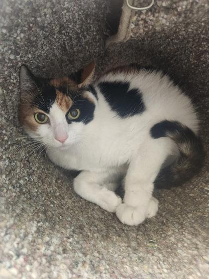 Enlarge Shannon, a Adoptable mixed breed in Munster, IN image 1/1