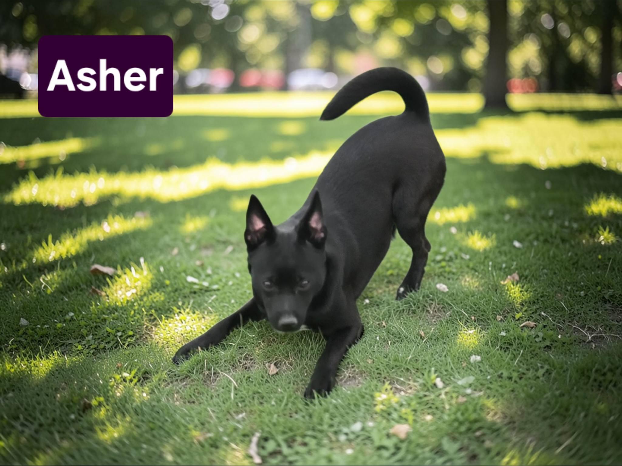 Enlarge Asher , a ADOPTABLE mixed breed in Mclean, IL image 1/1