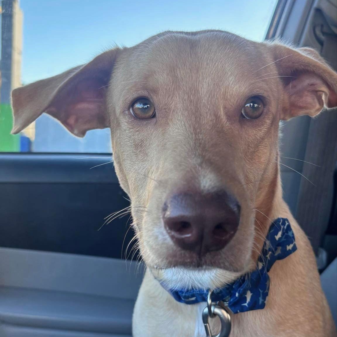 Enlarge Dante, a Adoptable Labrador Retriever in Lake Hopatcong, NJ image 1/1