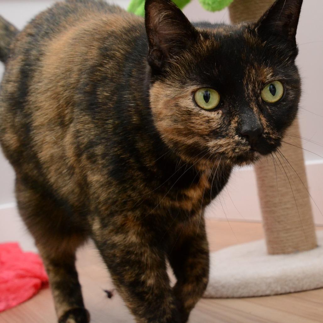 Nike, Adoptable, Senior Female Domestic Short Hair.