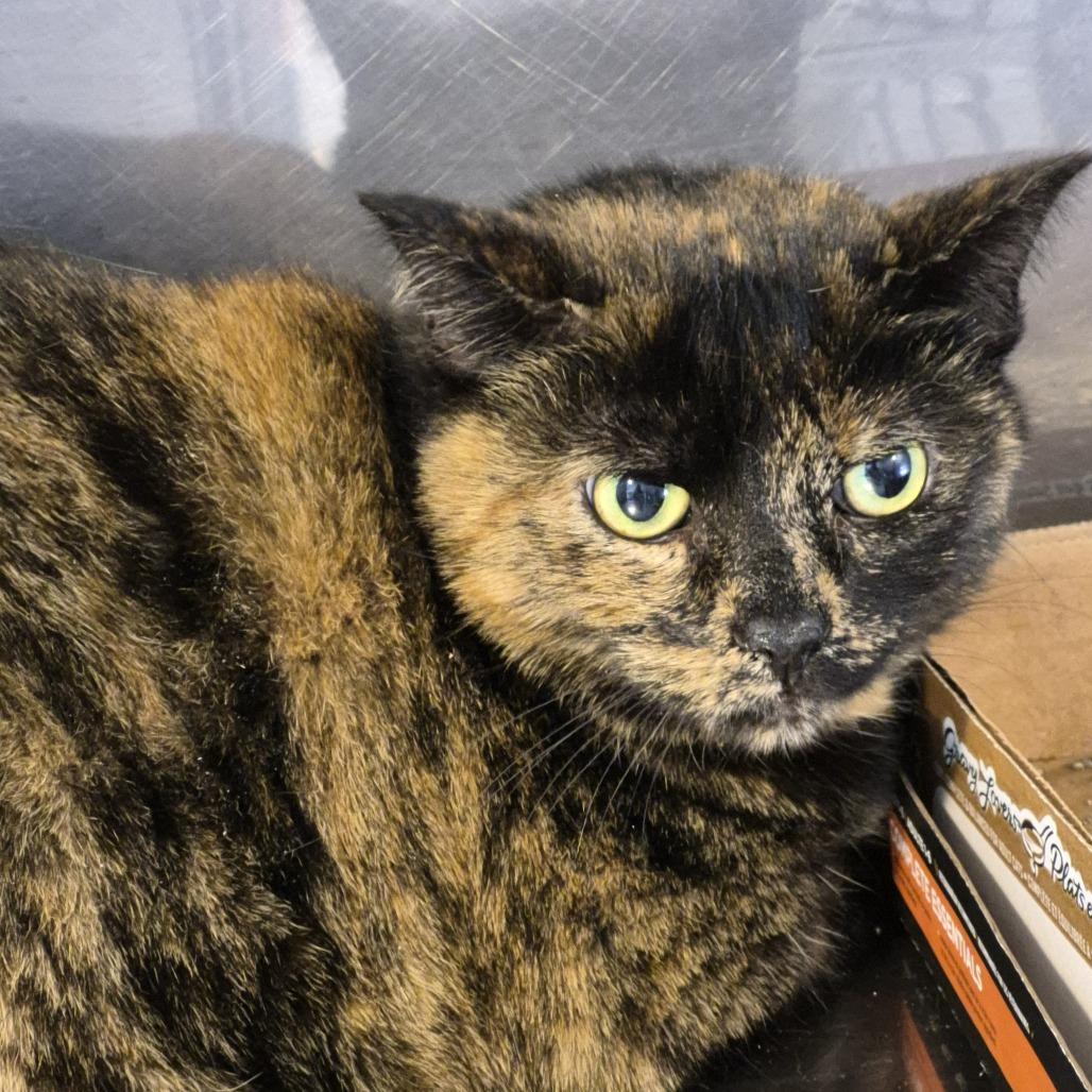 Nike, Adoptable, Senior Female Domestic Short Hair.