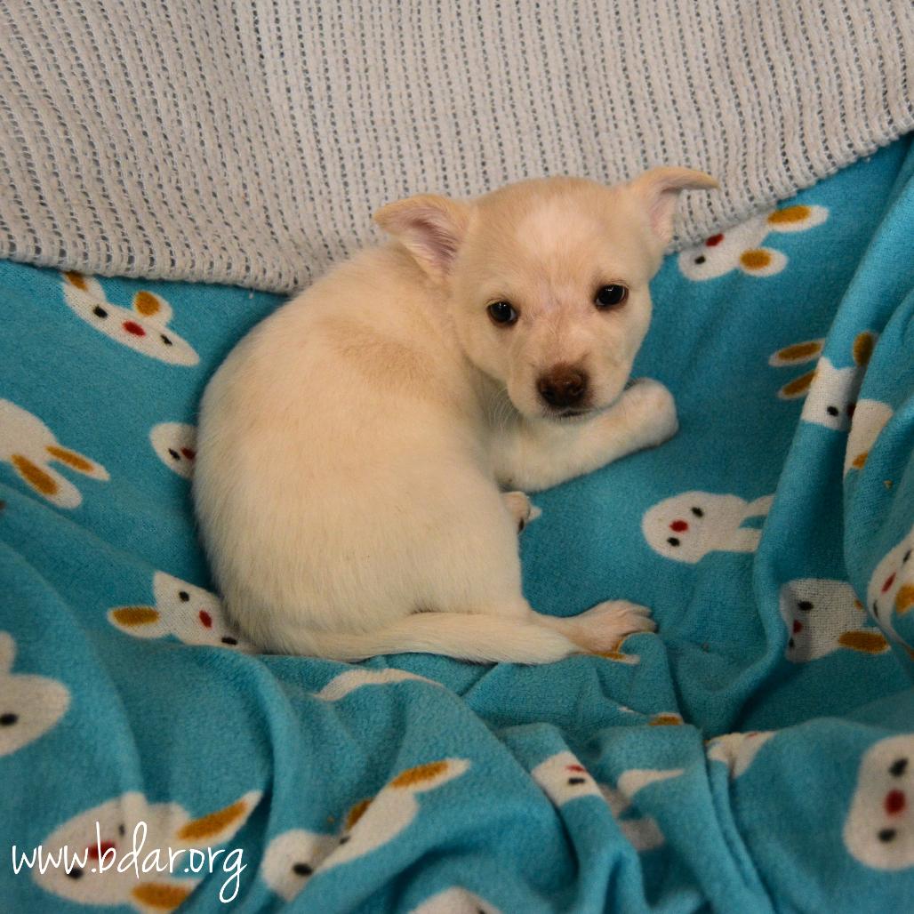 Enlarge Arctic, a Adoptable mixed breed in Cheyenne, WY image 1/2