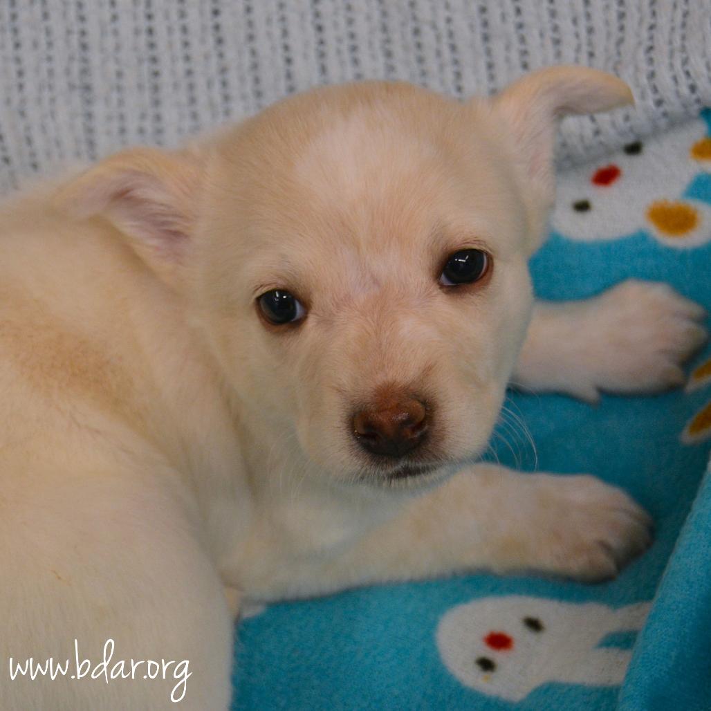 Enlarge Arctic, a Adoptable mixed breed in Cheyenne, WY image 2/2