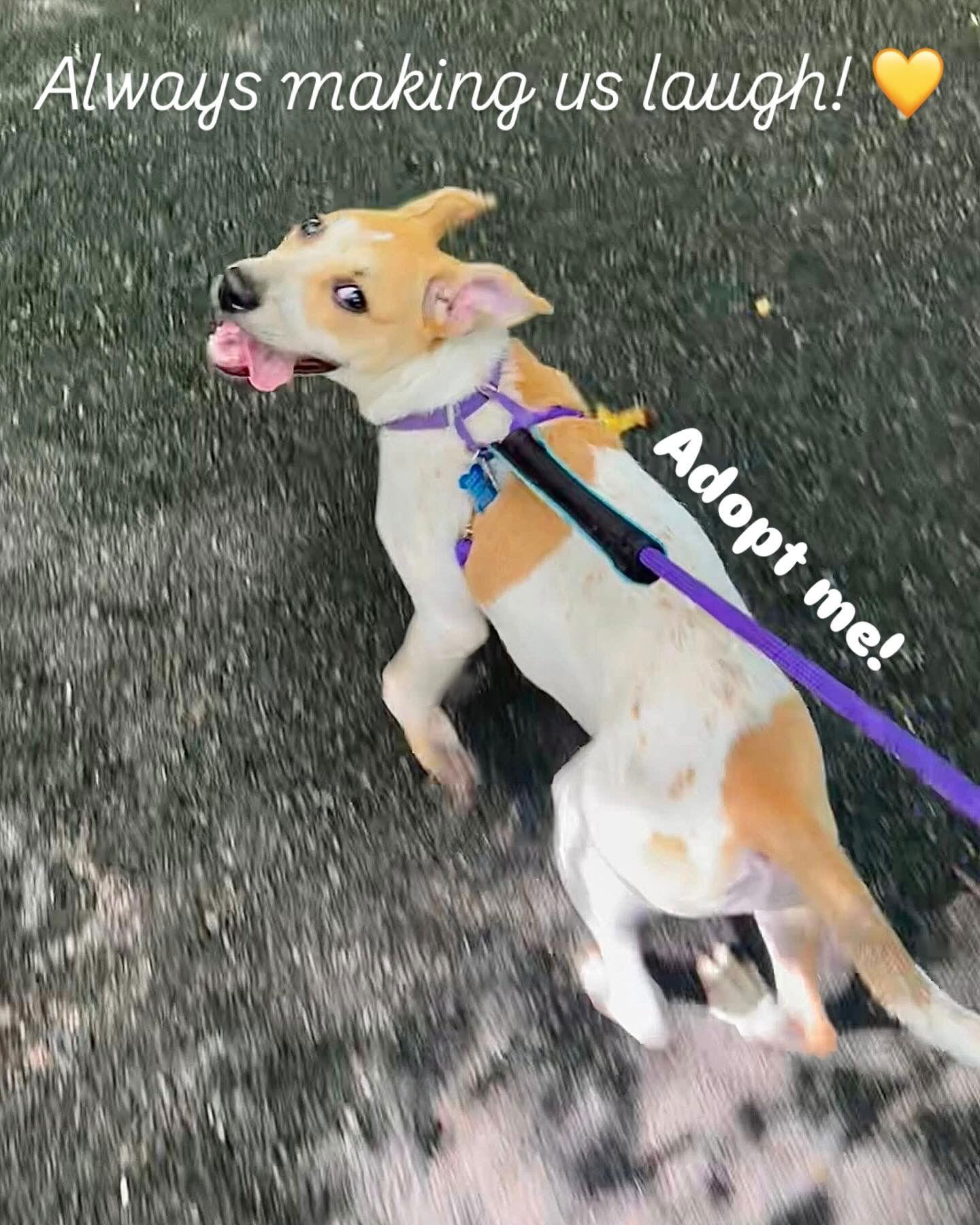 Buttercup, Adoptable, Puppy Female Pit Bull Terrier.