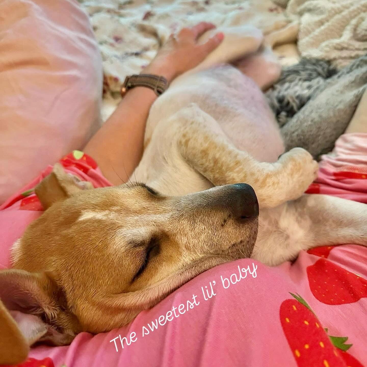 Buttercup, a Adoptable Pit Bull Terrier in Richmond, VA image 2/3