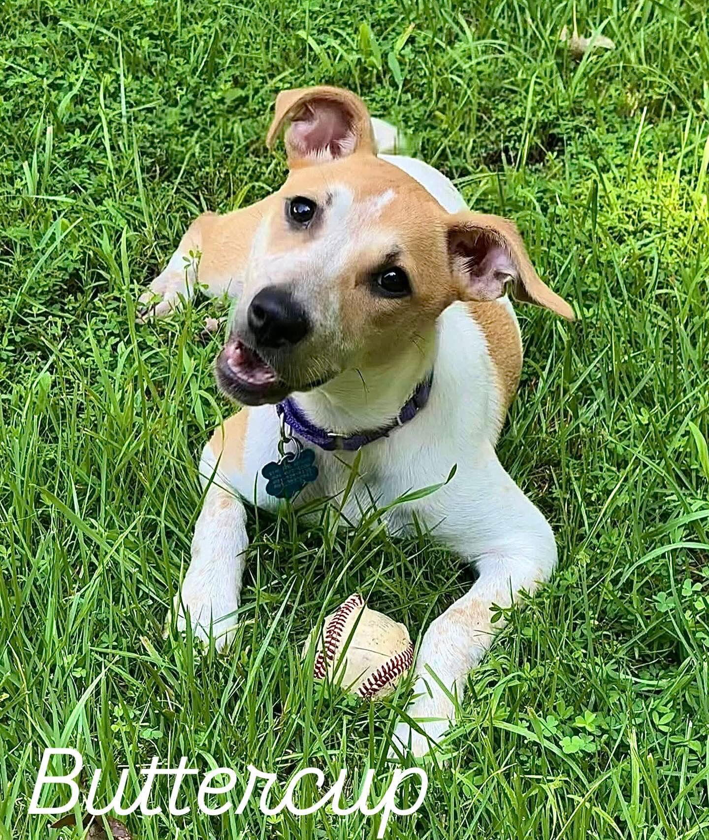 Buttercup, a Adoptable Pit Bull Terrier in Richmond, VA image 3/3