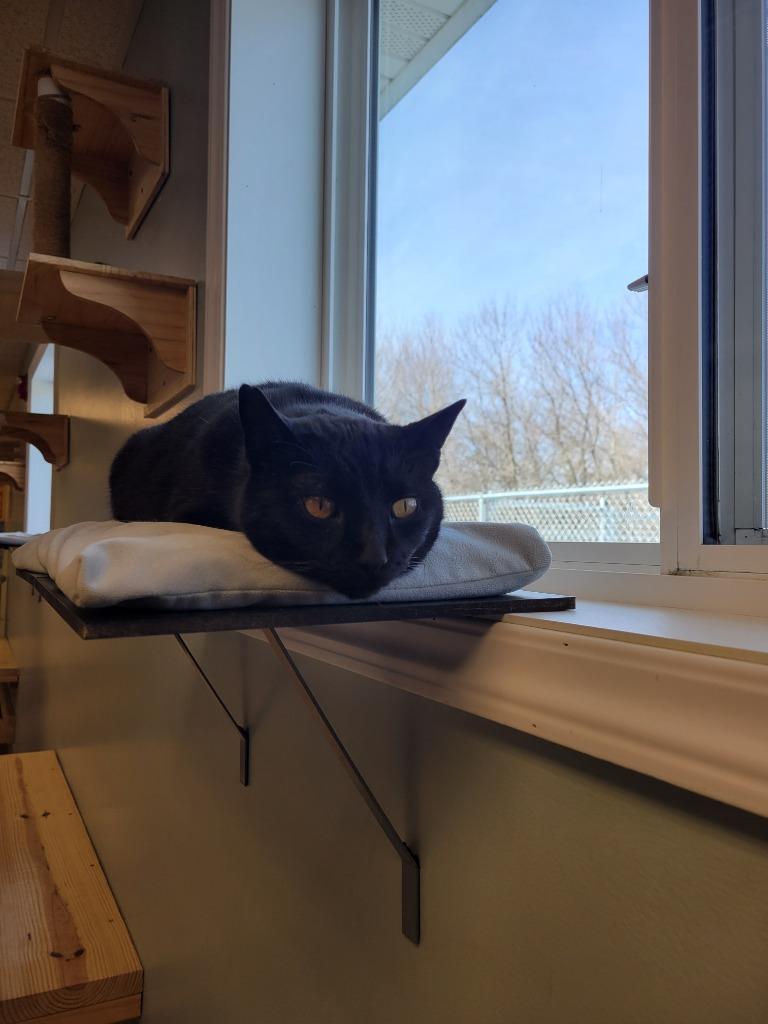 Puma, Adoptable, Adult Male Domestic Short Hair.