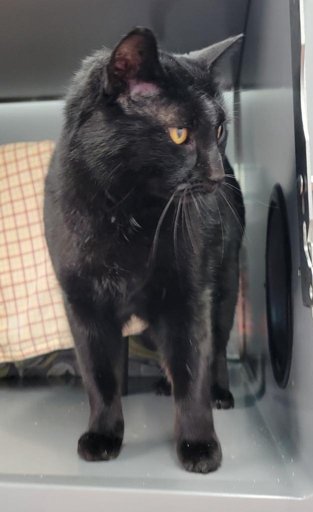 Enlarge Puma, a Adoptable mixed breed in Viroqua, WI image 2/2