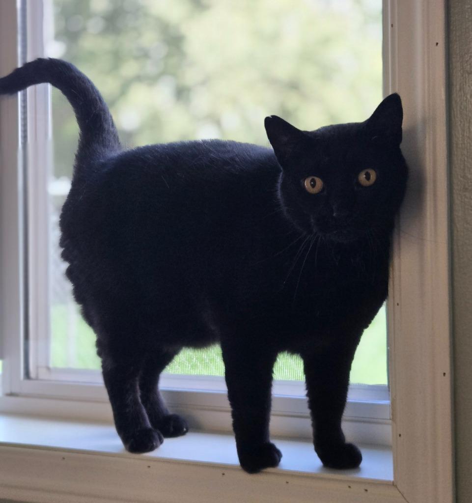 Enlarge Puma, a Adoptable mixed breed in Viroqua, WI image 3/3