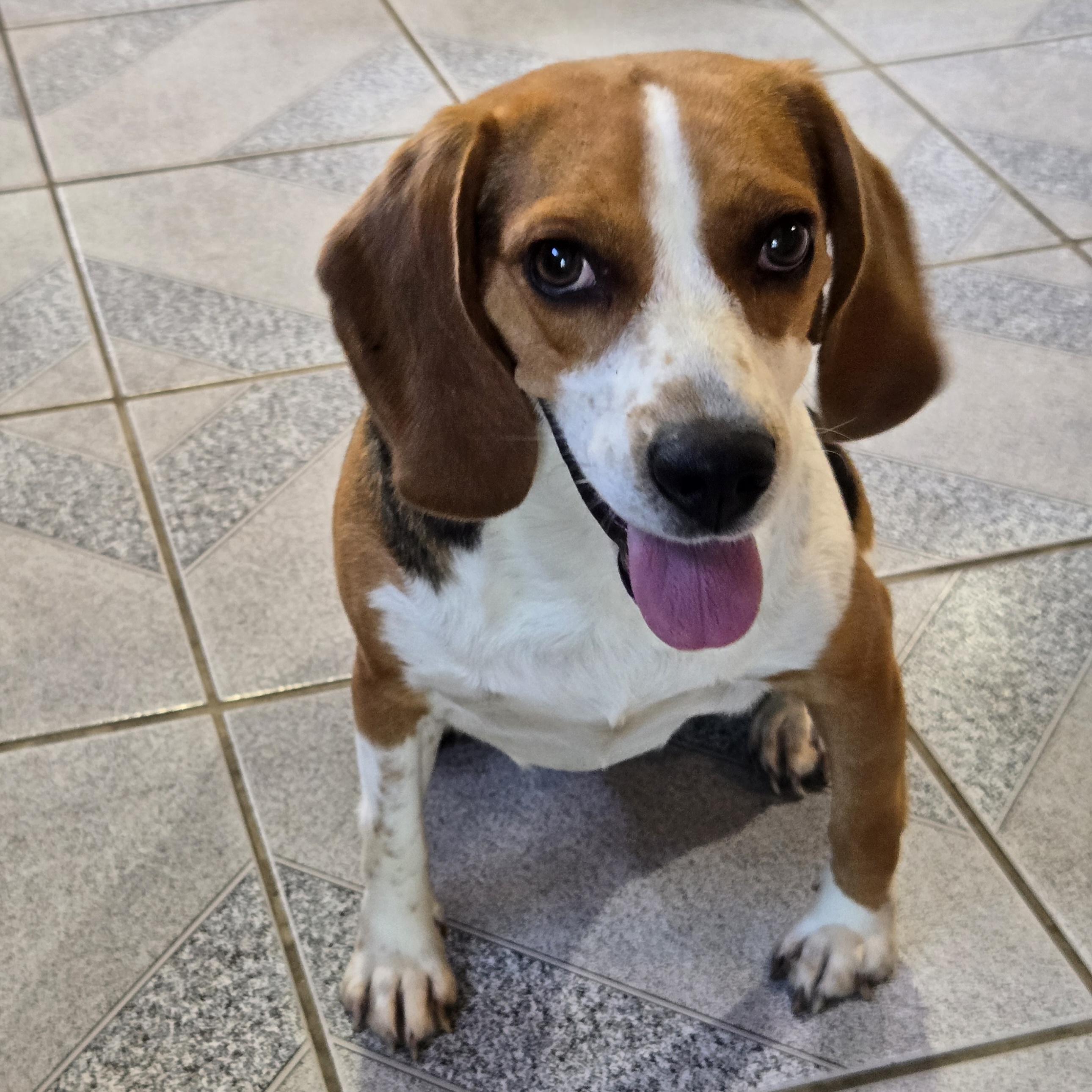 Enlarge Mrs McBarkin, a Adoptable mixed breed in Normal, IL image 4/6