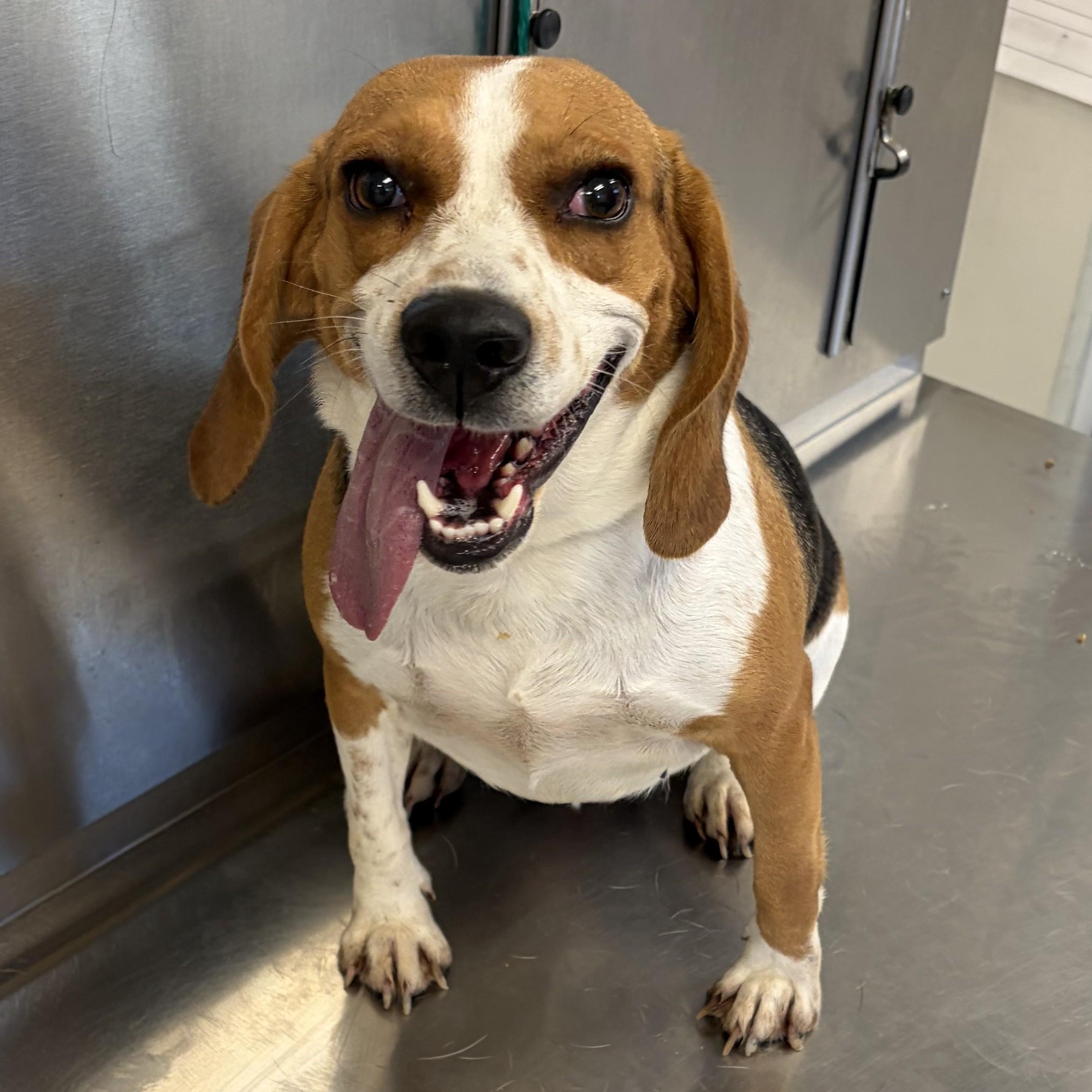 Enlarge Mrs McBarkin, a Adoptable mixed breed in Normal, IL image 5/6