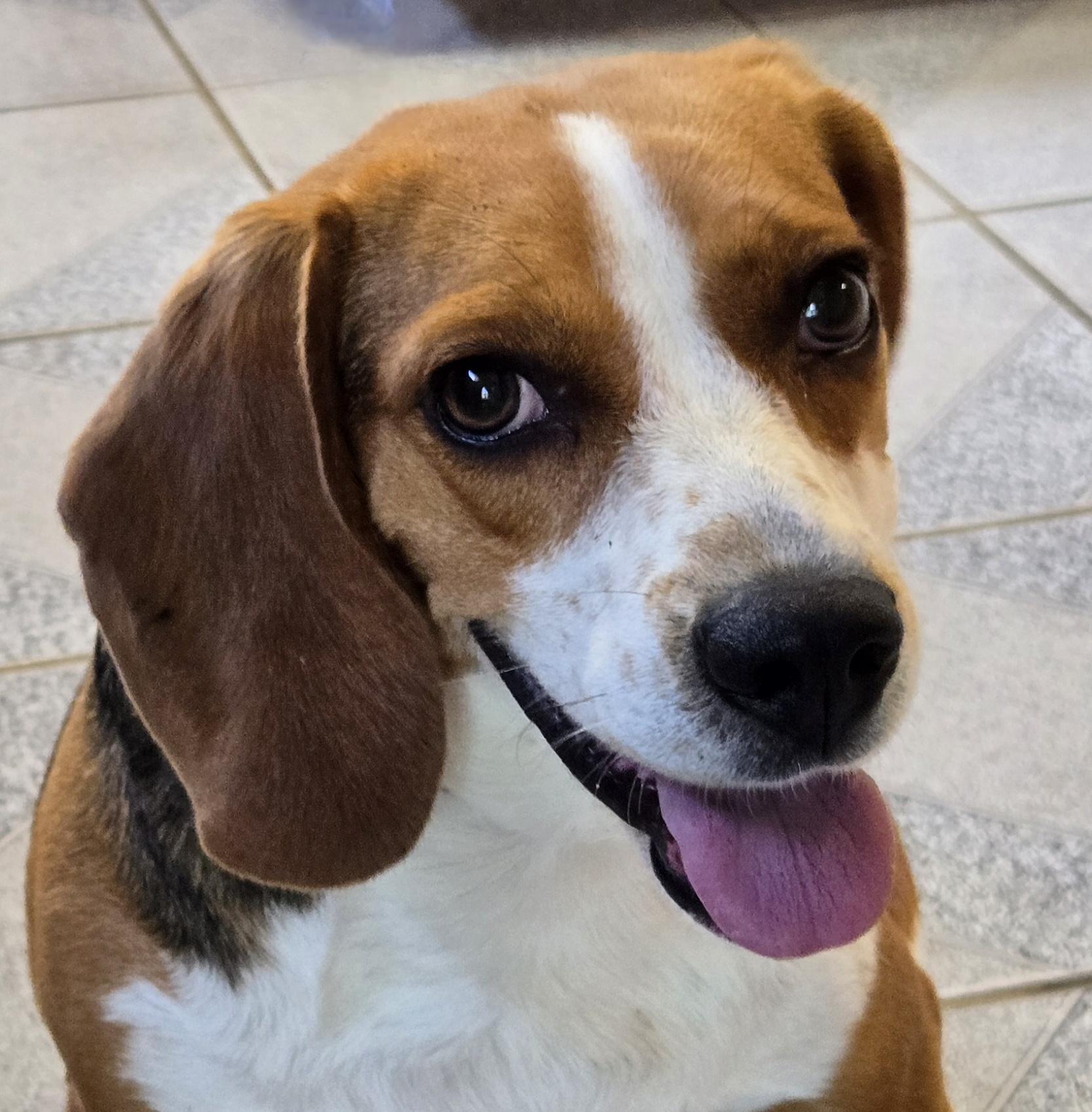 Enlarge Mrs McBarkin, a Adoptable mixed breed in Normal, IL image 2/6