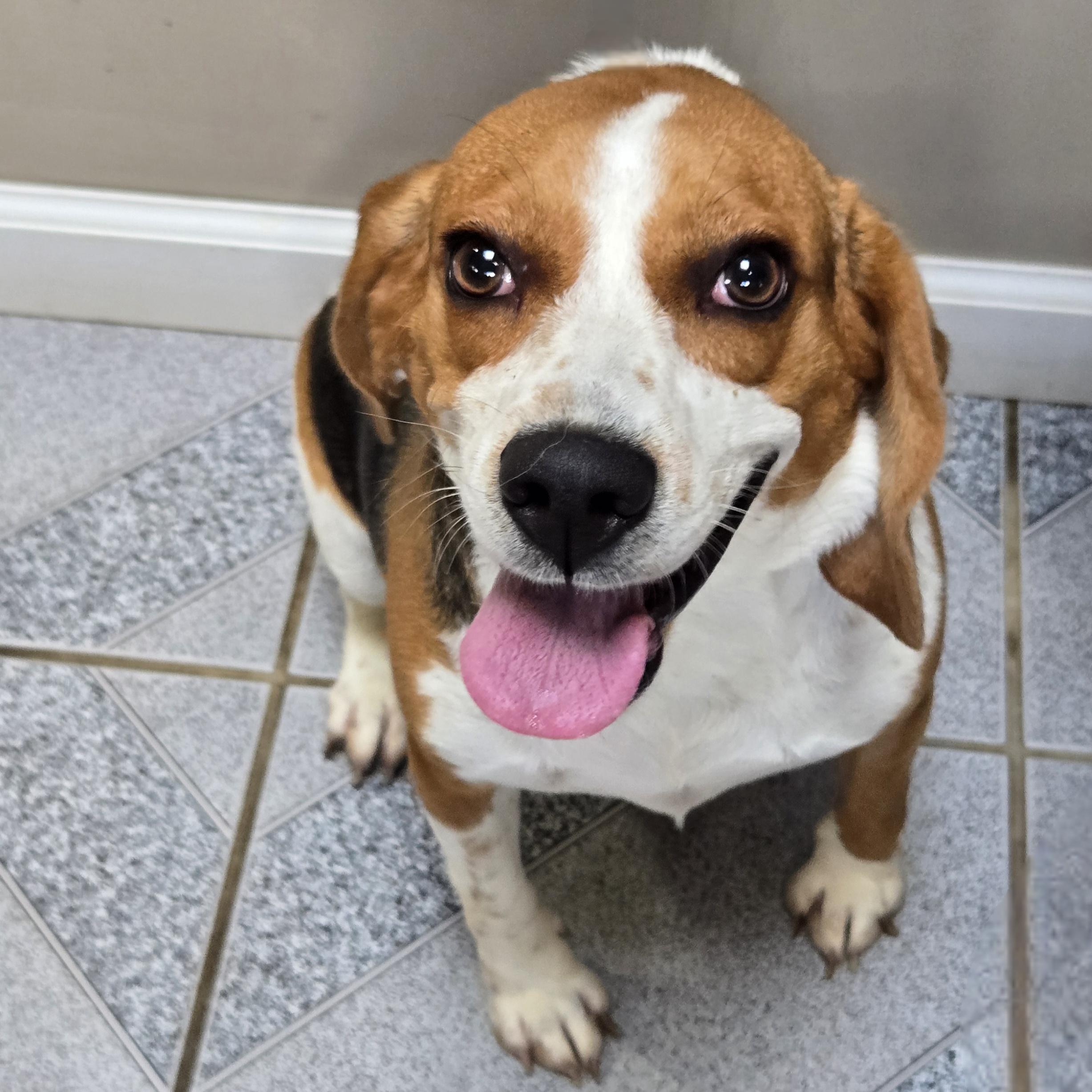 Enlarge Mrs McBarkin, a Adoptable mixed breed in Normal, IL image 3/6
