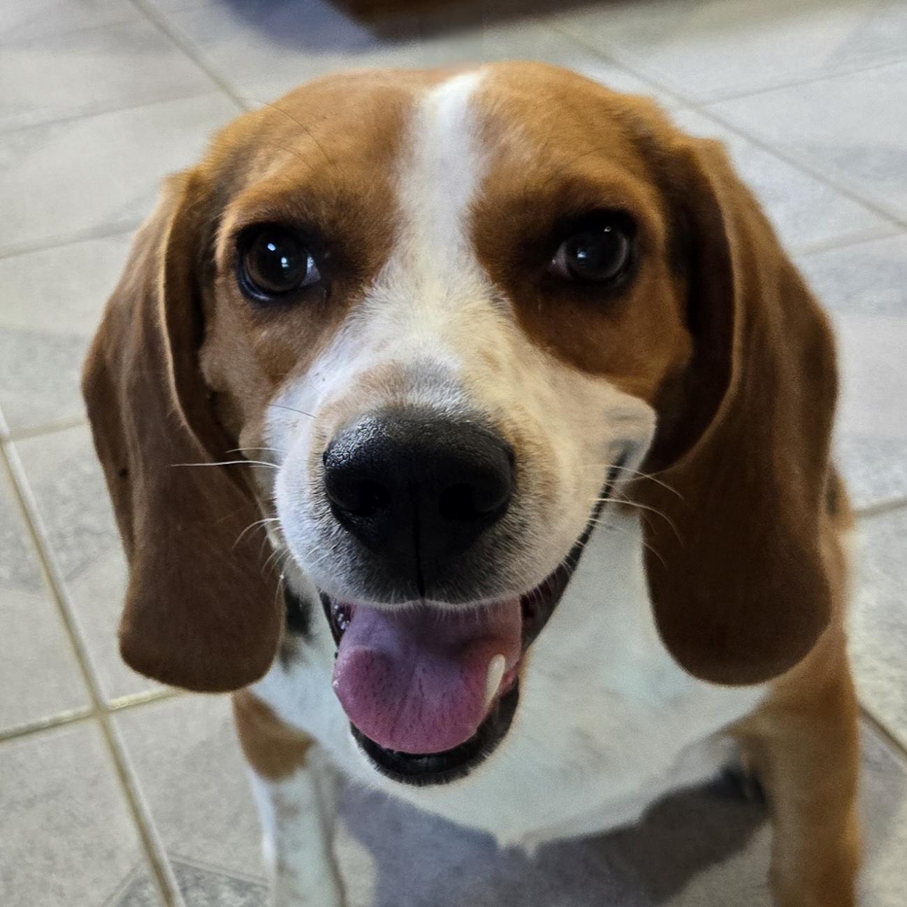 Enlarge Mrs McBarkin, a Adoptable mixed breed in Normal, IL image 1/6