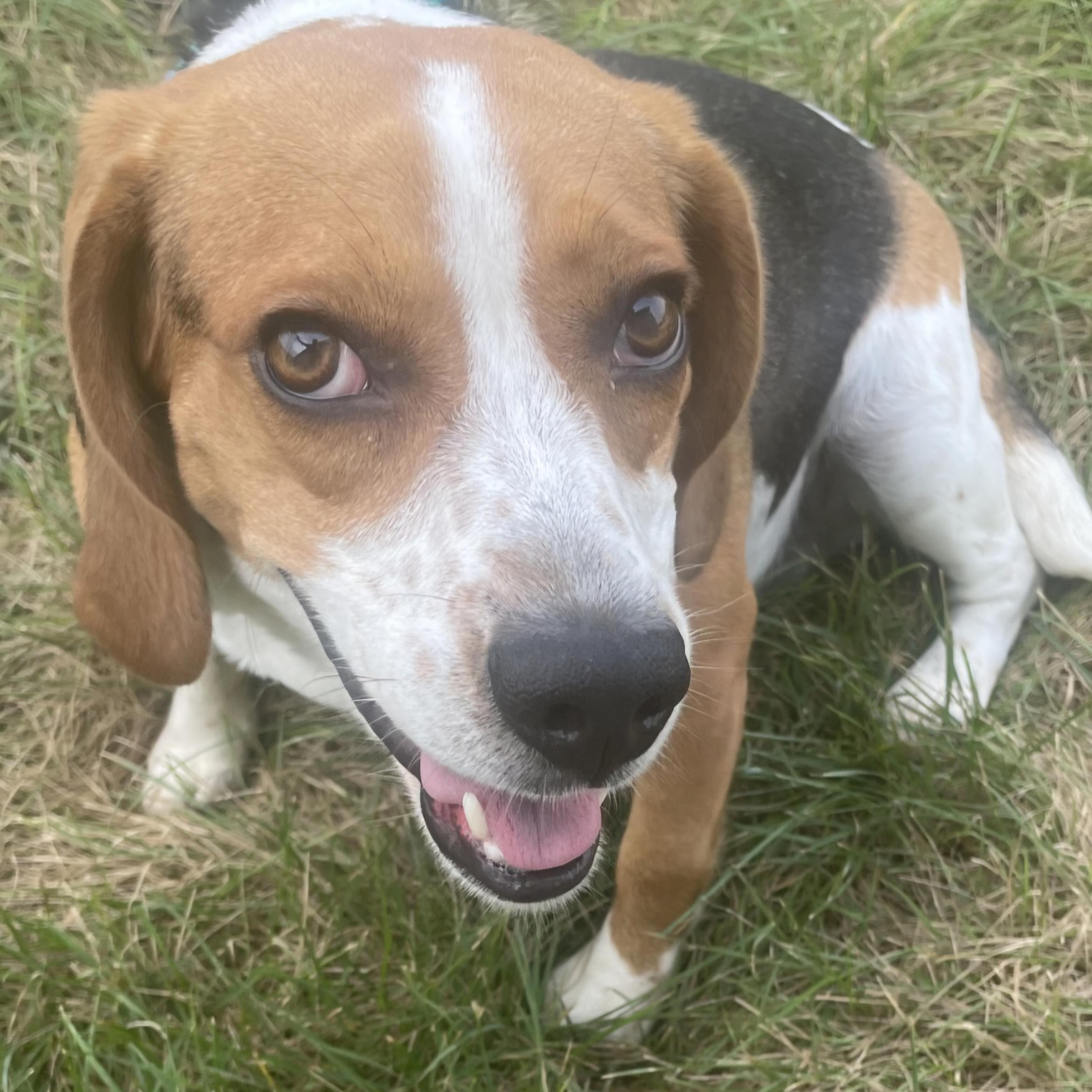 Enlarge Mrs McBarkin, a Adoptable mixed breed in Normal, IL image 6/6
