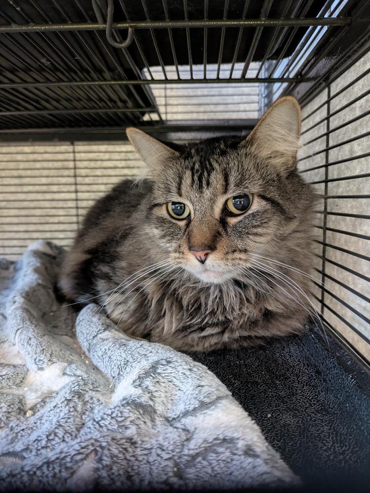 Enlarge Judi, a Adoptable mixed breed in Papillion, NE image 1/2