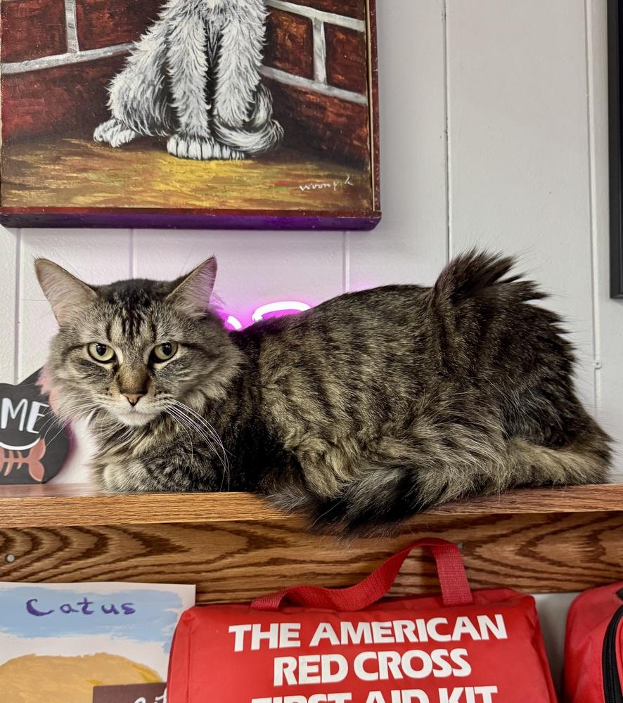 Enlarge Judi, a Adopted mixed breed in Papillion, NE image 2/6
