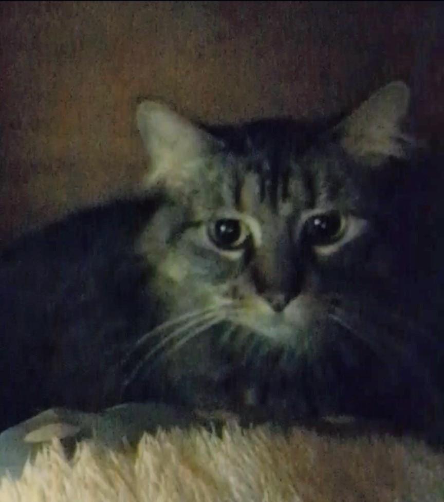 Enlarge Judi, a Adoptable mixed breed in Papillion, NE image 2/2