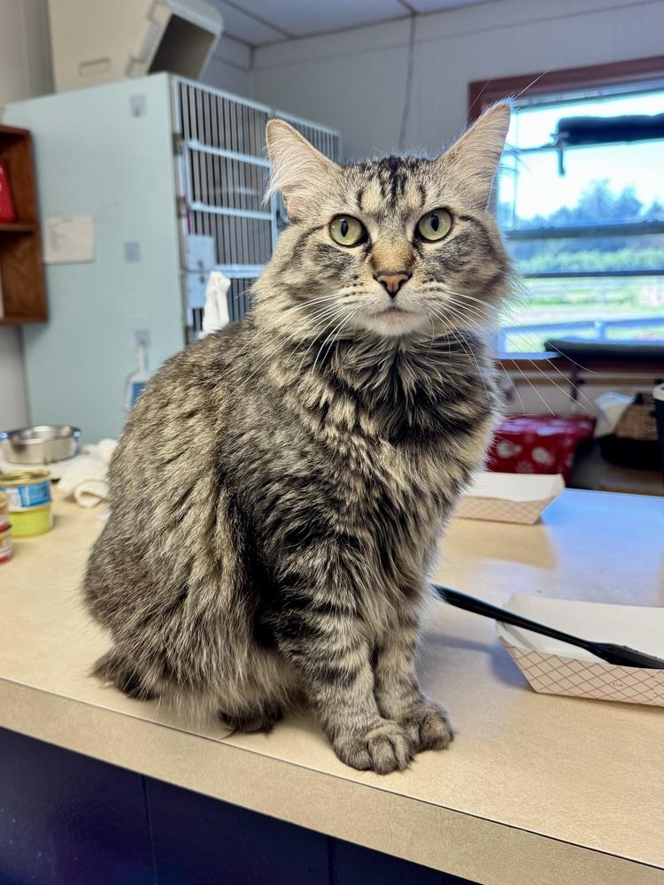 Enlarge Judi, a Adopted mixed breed in Papillion, NE image 4/6