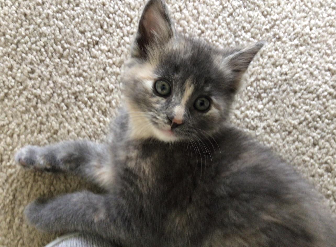Teddy & Ellie, adopted, Kitten Male Domestic Short Hair.
