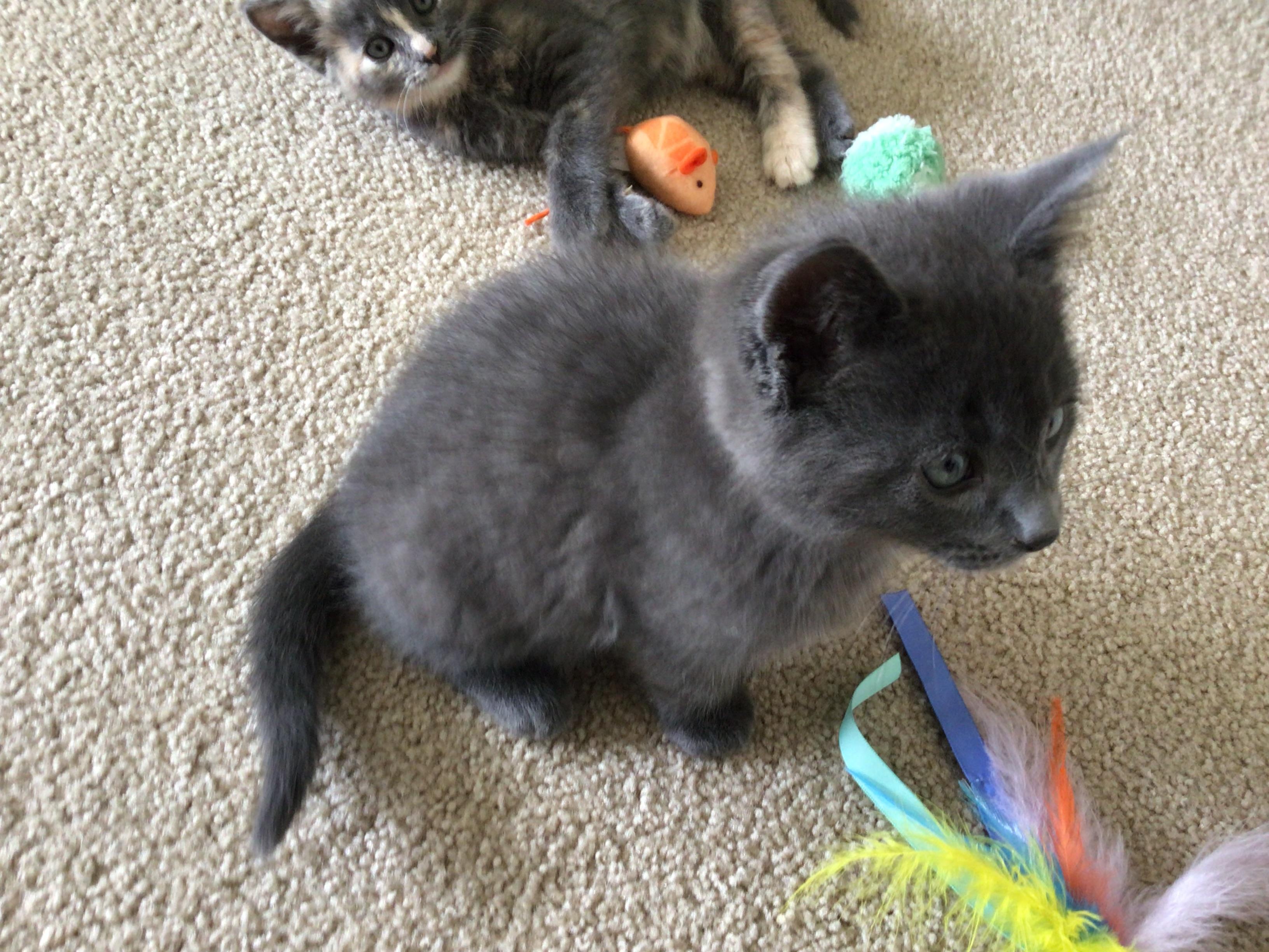 Teddy & Ellie, an adopted Domestic Short Hair in Ardsley, NY image 2/2