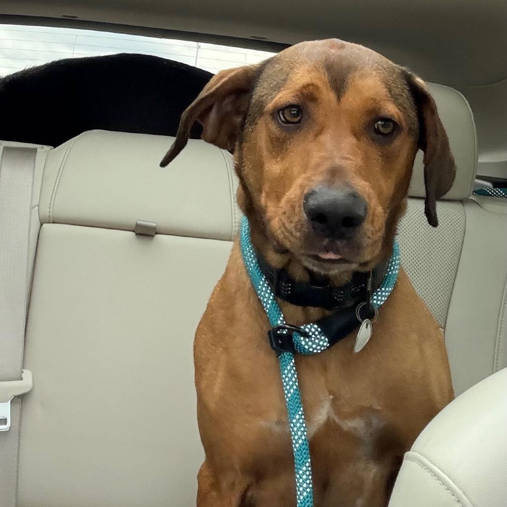 Walker, a Adoptable mixed breed in Saint John, IN image 1/6