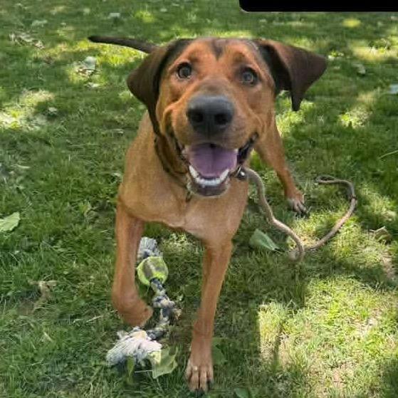Walker, a Adoptable mixed breed in Saint John, IN image 2/6