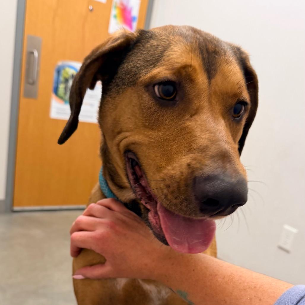 Walker, a Adoptable mixed breed in Saint John, IN image 3/6