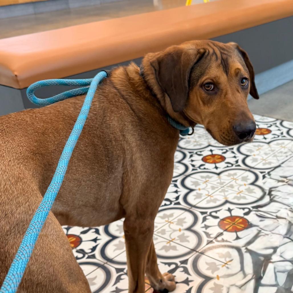 Walker, a Adoptable mixed breed in Saint John, IN image 5/6