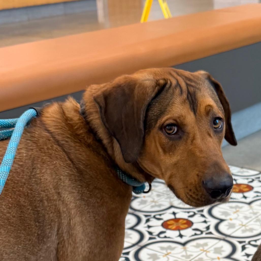Walker, a Adoptable mixed breed in Saint John, IN image 6/6