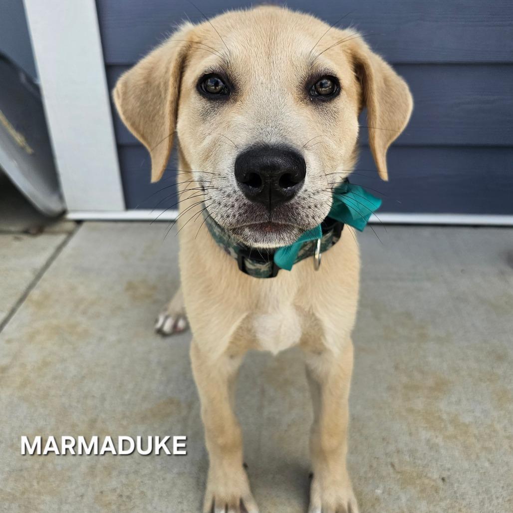 Marmaduke, Adoptable, Puppy Male Mixed Breed & Mixed Breed.