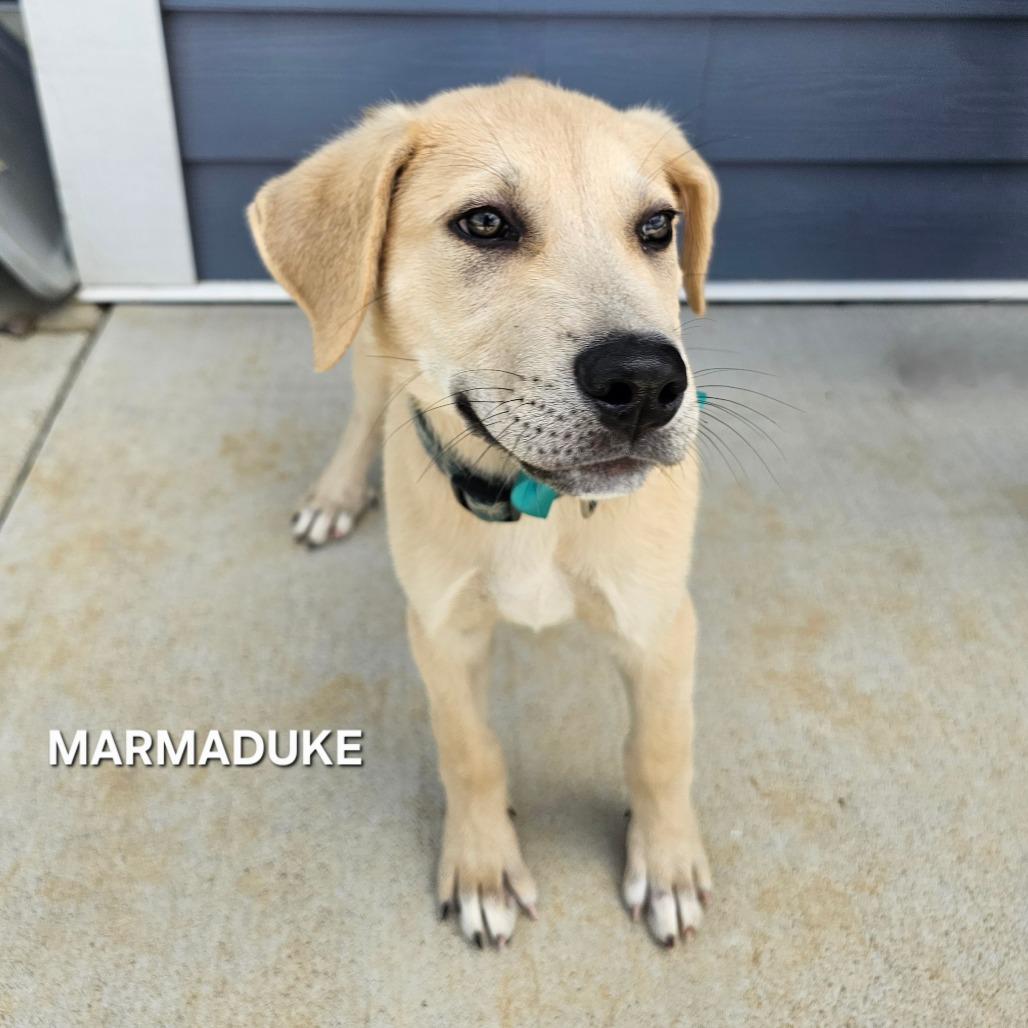 Enlarge Marmaduke, a Adoptable mixed breed in Madisonville, TN image 2/4