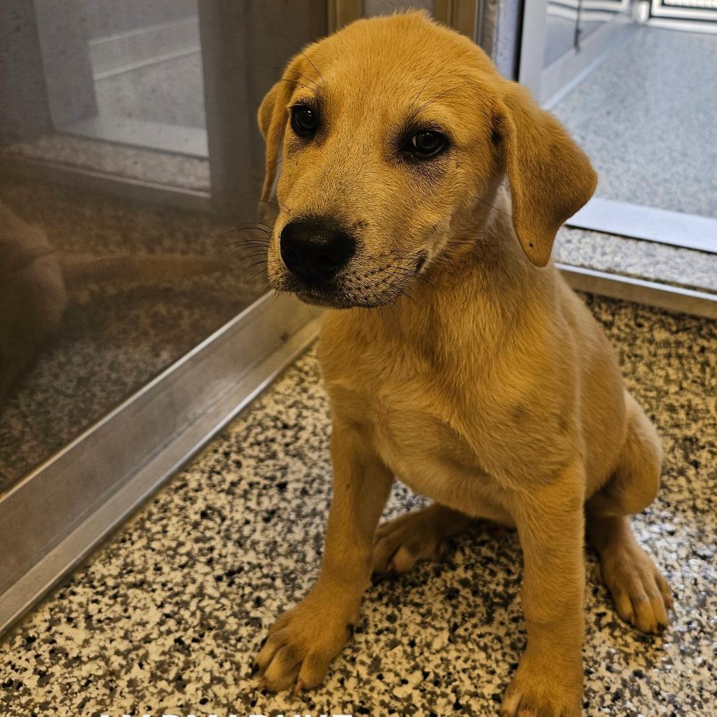Enlarge Marmaduke, a Adoptable mixed breed in Madisonville, TN image 3/4