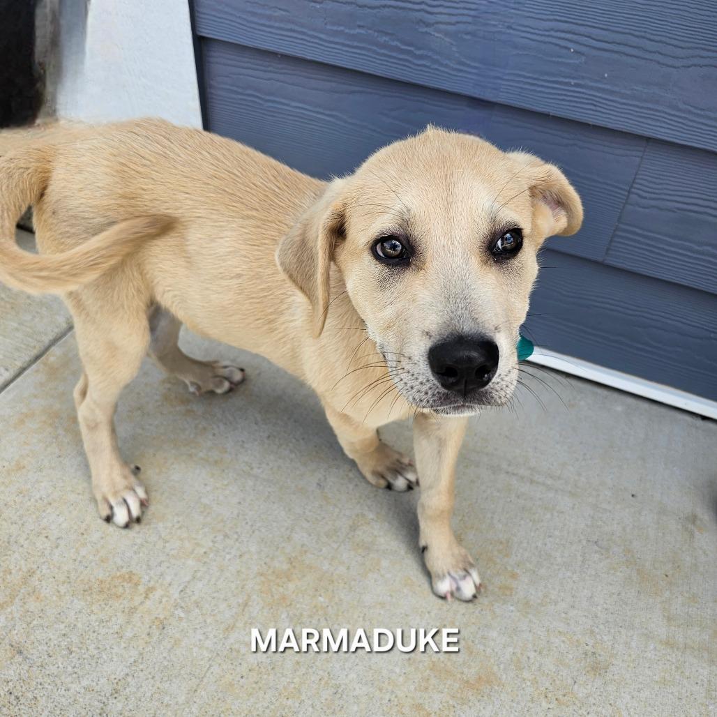 Enlarge Marmaduke, a Adoptable mixed breed in Madisonville, TN image 4/4