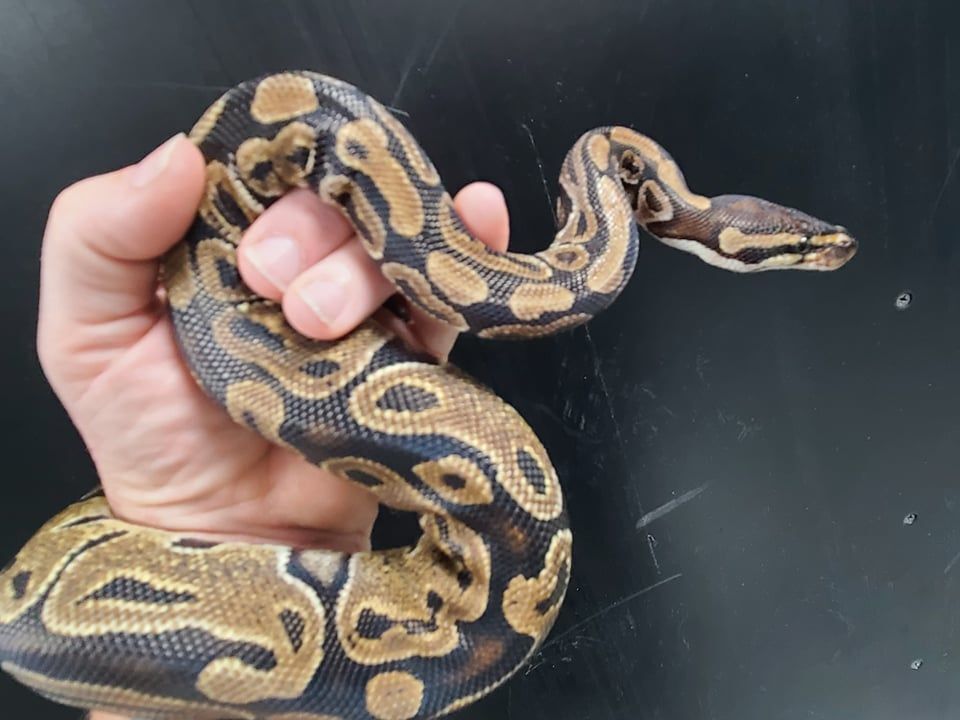 Athena