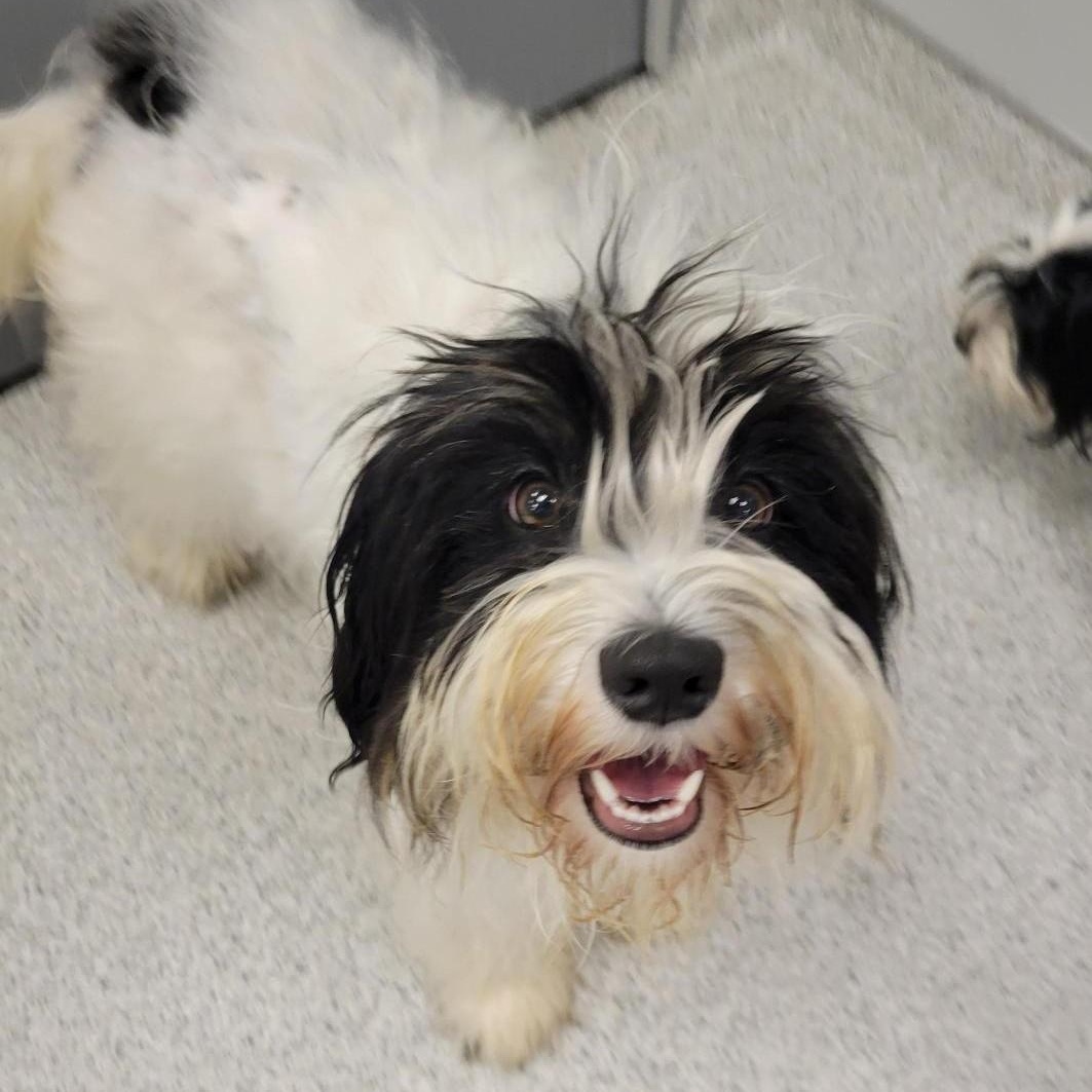 Enlarge Lucy, an adopted mixed breed in Cooperstown, NY image 1/1