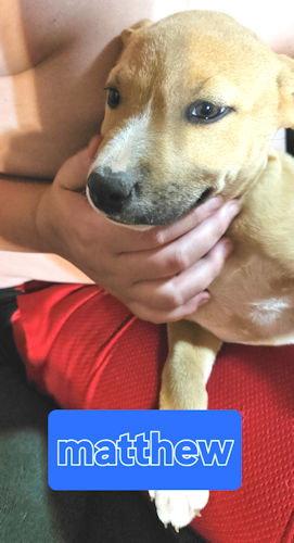 Matthew, a Adoptable mixed breed in Rutherfordton, NC image 1/2