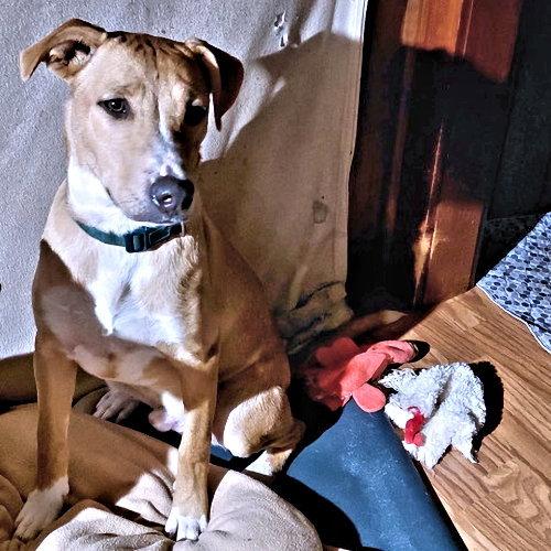 Matthew, Adoptable, Young Male Labrador Retriever & Feist.