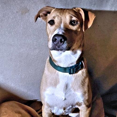 Enlarge Matthew, a Adoptable mixed breed in Rutherfordton, NC image 2/2
