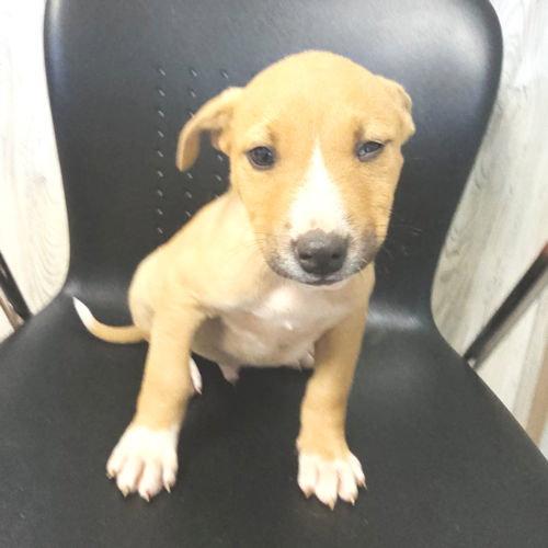 Matthew, a Adoptable mixed breed in Rutherfordton, NC image 2/2
