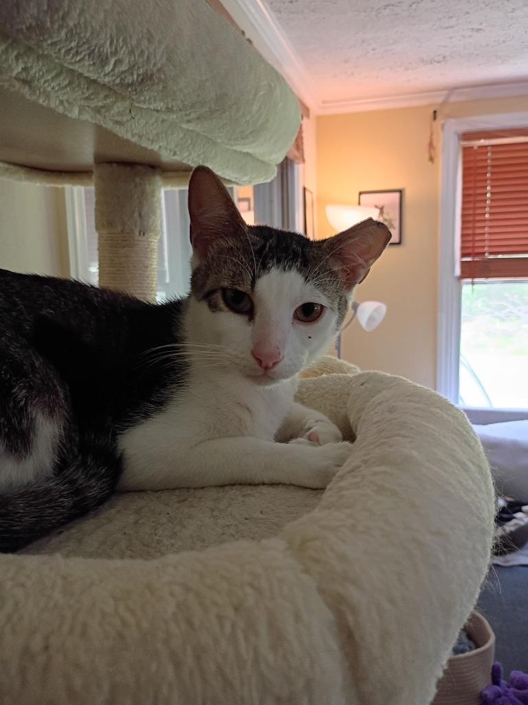 Yeti, Adoptable, Kitten Male Domestic Short Hair.