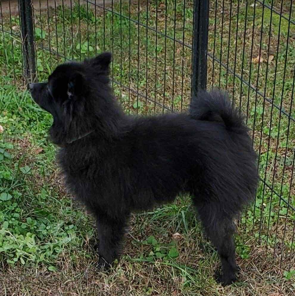 Enlarge Bear, a Adoptable Pomeranian in Harrington, DE image 2/4