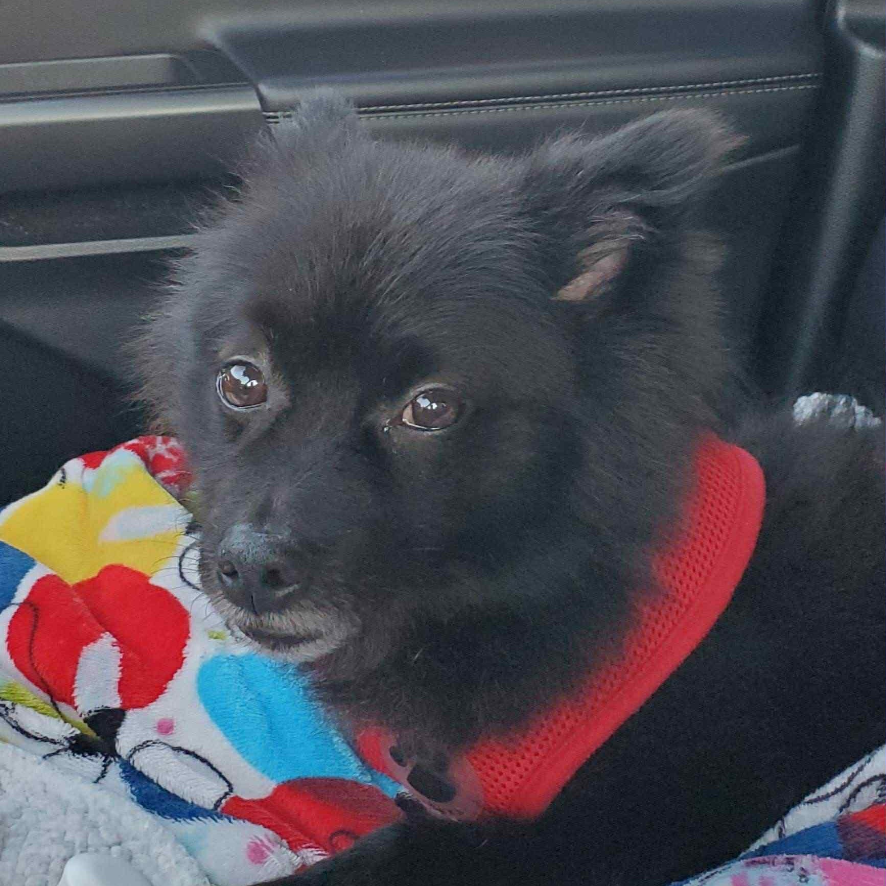 Enlarge Bear, a Adoptable Pomeranian in Harrington, DE image 4/4