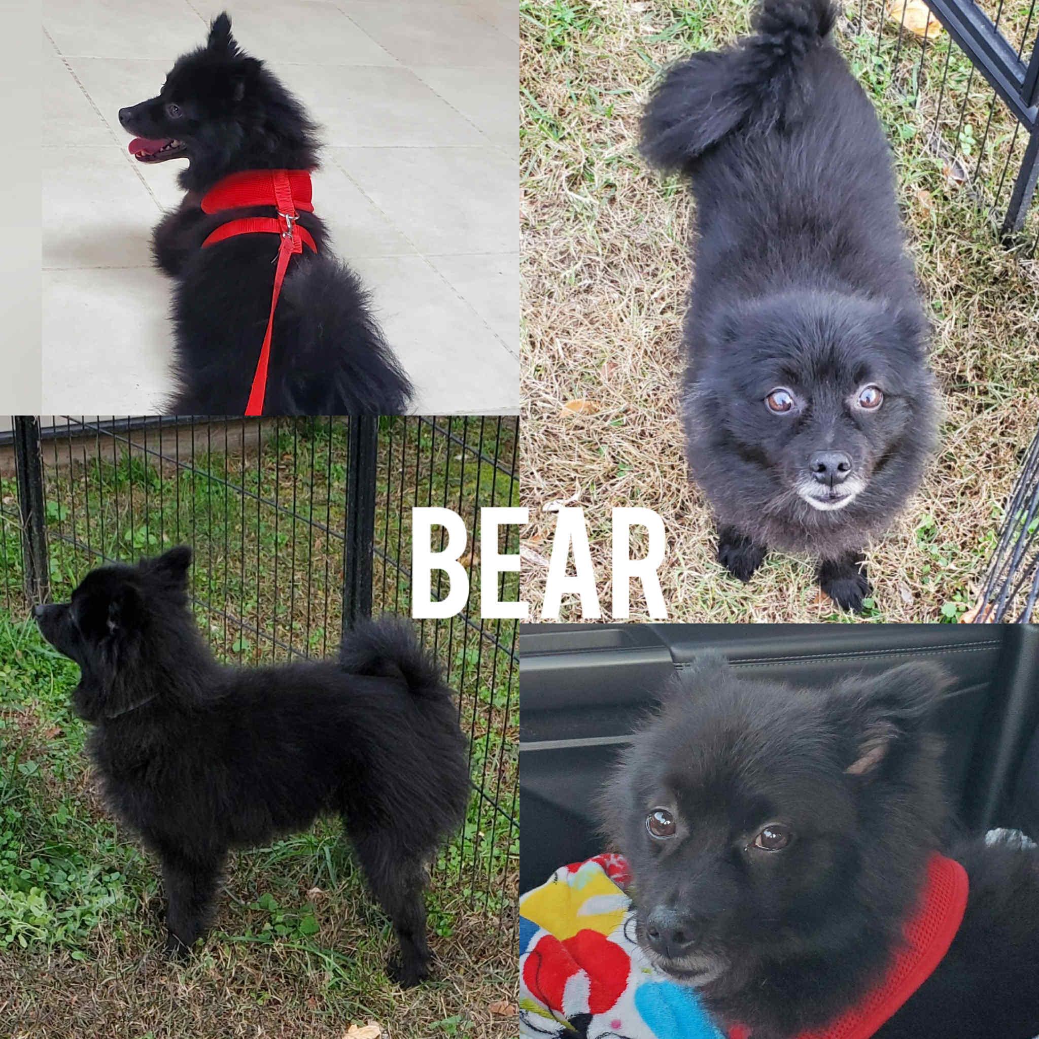 Enlarge Bear, a Adoptable Pomeranian in Harrington, DE image 1/4