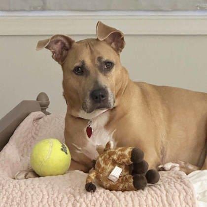 Enlarge Nyla, a Adoptable mixed breed in Atlanta, GA image 1/3