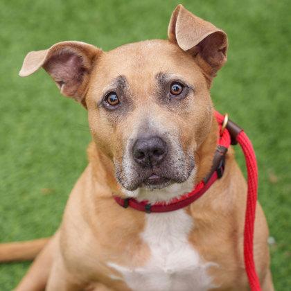 Nyla, a Adoptable mixed breed in Atlanta, GA image 3/6