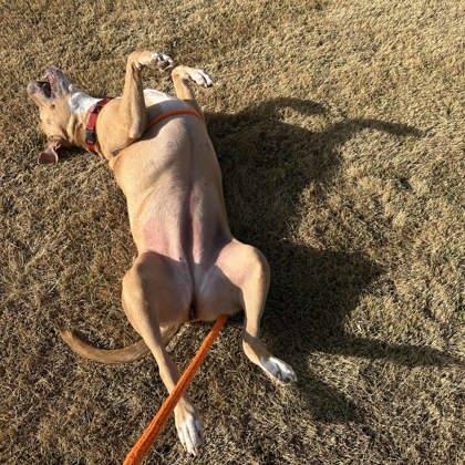 Nyla, a Adoptable mixed breed in Atlanta, GA image 4/6